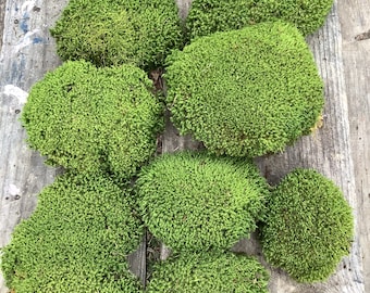 8 Sq. Ft. of LIVE- air dried Cushion Moss, organically harvested-Arkansas forest Moss! All natural & ready to use for your craft or garden