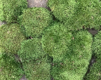 1 Sq. Ft. of LIVE- air dried Mood Moss, organically harvested-Arkansas forest Moss! All natural & ready to use for your craft or garden