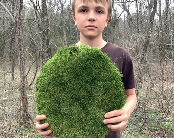 Super RARE sizes- Extra-LARGE! 4 to 5 pieces (approx. 4 sq. ft.) of LIVE Mood Moss, organic & natural- Arkansas forest Moss! Air dried