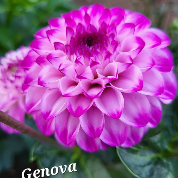 GENOVA Dahlia Tuber/Shipping Mid April