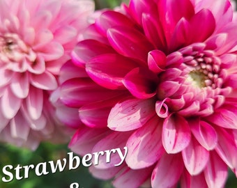 STRAWBERRY CREAM Dahlia/Shipping Mid April