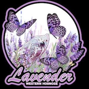 Lavender Hognose Large Sticker- Western Hognose Snake