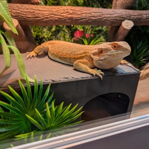 May include: A tan bearded dragon lizard with orange eyes rests on a black, slate-like structure. The reptile is in a terrarium with artificial plants and a wooden branch. The background features green foliage and a glimpse of pink flowers.
