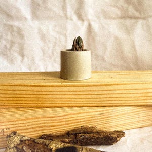 Mini Concrete Planter: Round Cement Succulent Pot