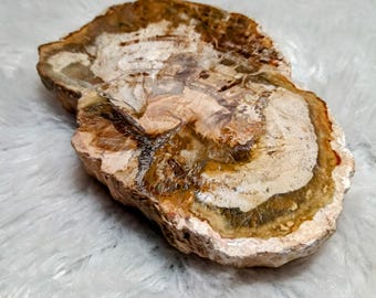 Petrified Wood Slab with small Druzy Crystal and Hematite veins