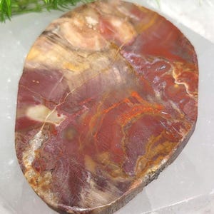 Polished Petrified Wood Slab: 3.5" Rich Brown and Red with Crystal Veining