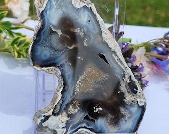 Geoda fósil de coral azul con cavidades de drusa brillantes: 4,25", arrecife antiguo de Florida de 30 millones de años de antigüedad.