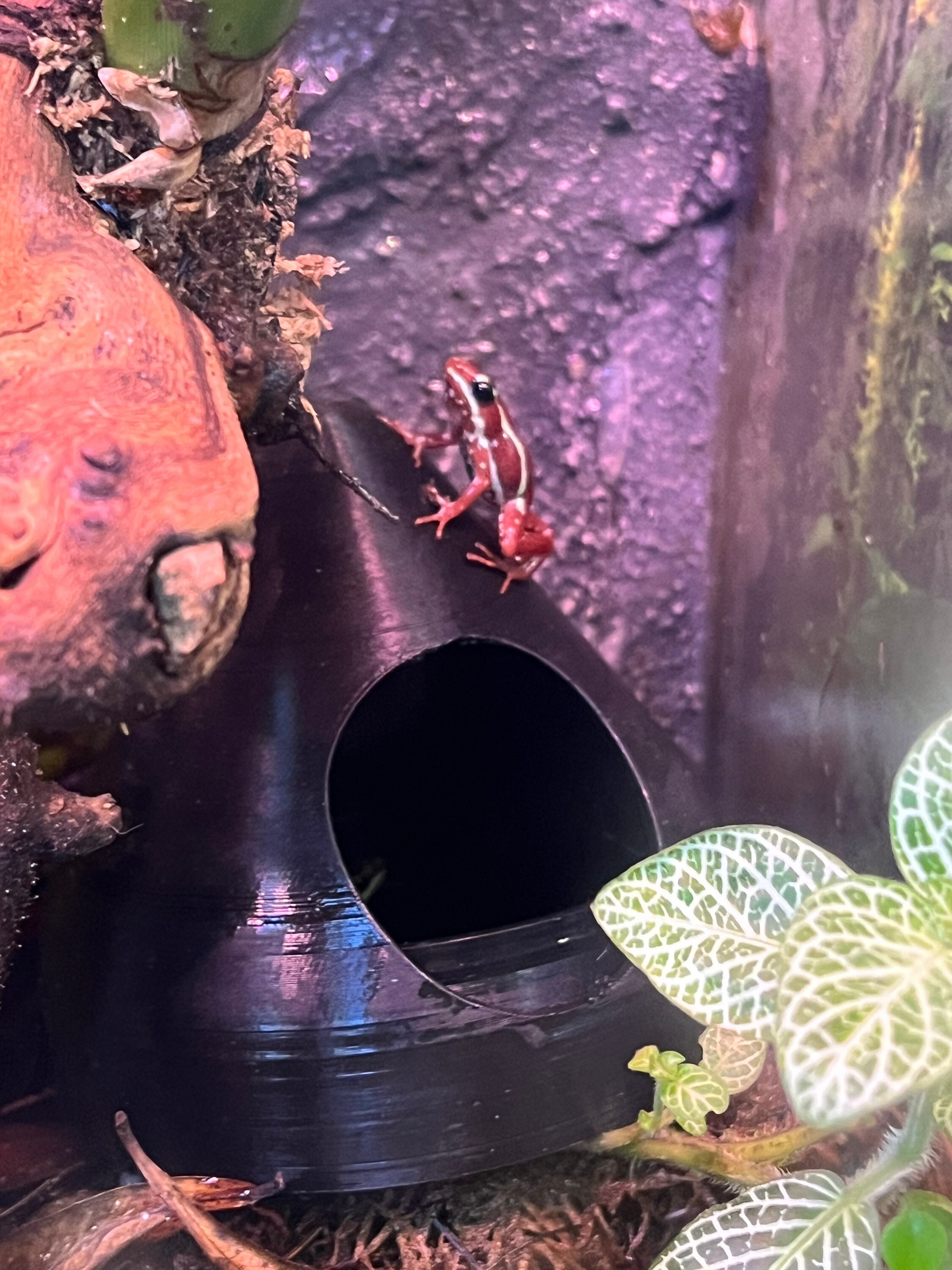 Dart Frog Hide 3.5