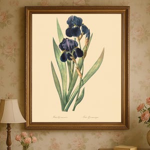 Vintage Schwertlilien-Illustration, Botanische Kunst, Iris Germanica, klassische Blumenkunst, Stilvolle Blumenzeichnung, Elegante  Wanddeko