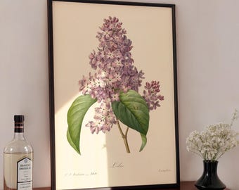 Vintage Lilac Print: Botanical Illustration by Redouté (Digital Download)