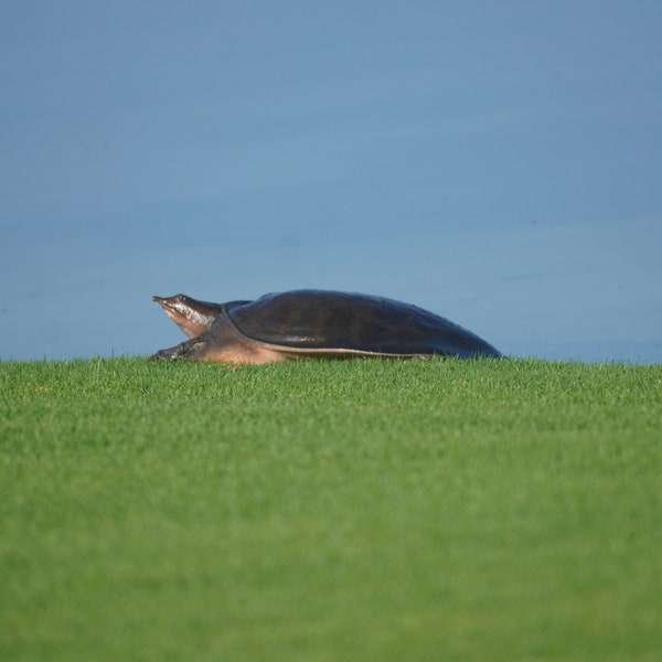 Softshell Florida Turtle