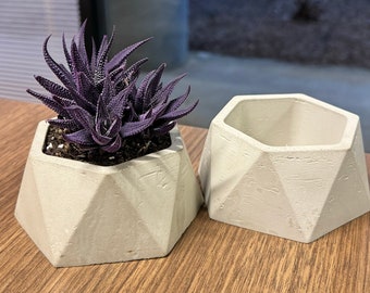 RORAIMA met willekeurige vetplant - Handgemaakte geometrische betonnen plantenbak voor vetplanten en cactussen
