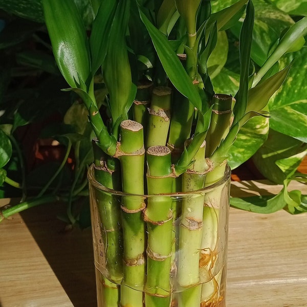 4 Inch Lucky Bamboo- Live Indoor Bamboo- Bamboo Cutting- Live bamboo for Luck- Bamboo for Love