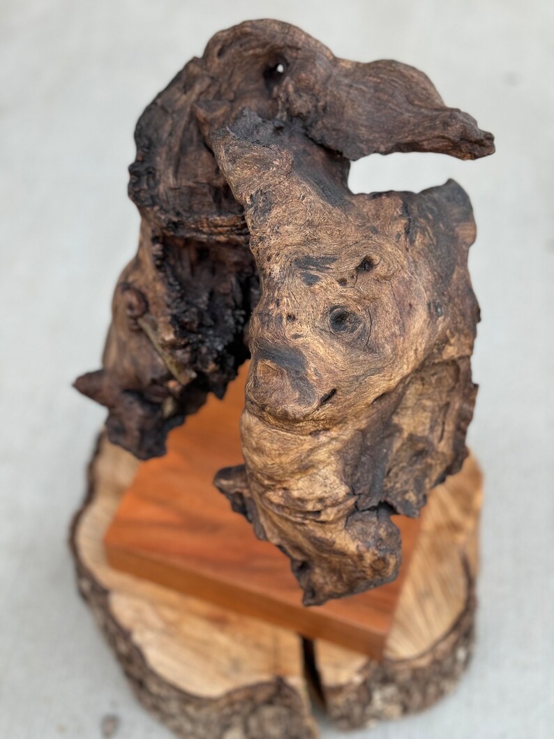 Reclaimed Birch Root Sculpture: Modern Art Display Piece - Etsy