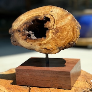 Op de afbeelding: Een houten sculptuur van een boomstamschijf met een groot gat in het midden, gemonteerd op een donkere houten basis.