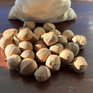 May include: A pile of light brown nuts with textured shells, possibly pecans or similar, are scattered on a wooden surface. A beige cloth bag is partially visible in the background, suggesting a harvest or storage context.