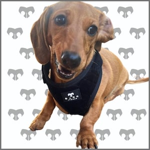 May include: A brown dachshund wearing a black dog harness with the text "Bark Avenue" on it. The dog is looking at the camera and has its mouth slightly open.