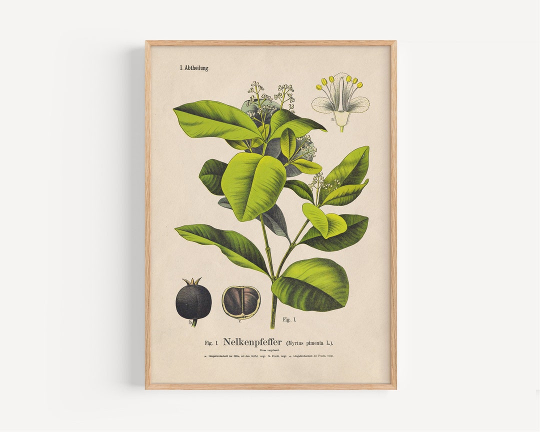 Vintage Botanical Wall Art, Framed Botanical Print, Botanical Poster With Frame, Botanical ...