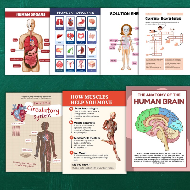 Orgains Topic Human Anatomy Worksheets for Kids Printable, Body Systems Organs ...
