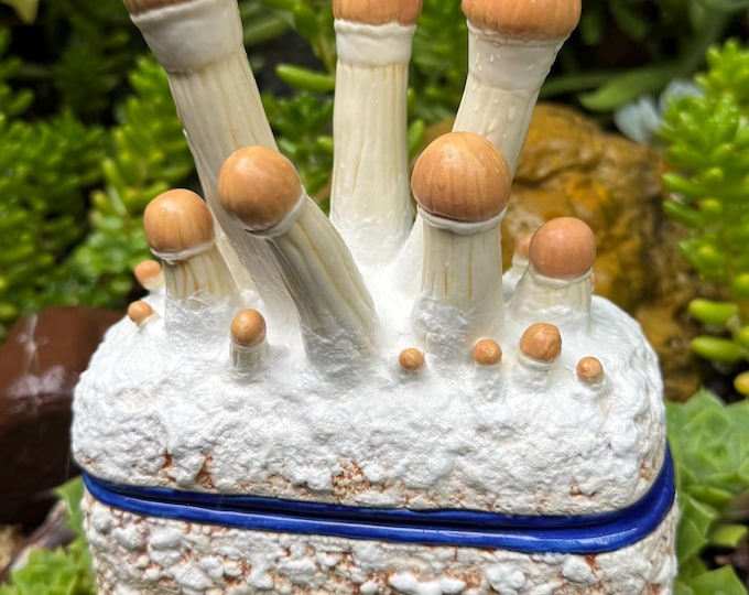 Mushroom Grow Kit Dish