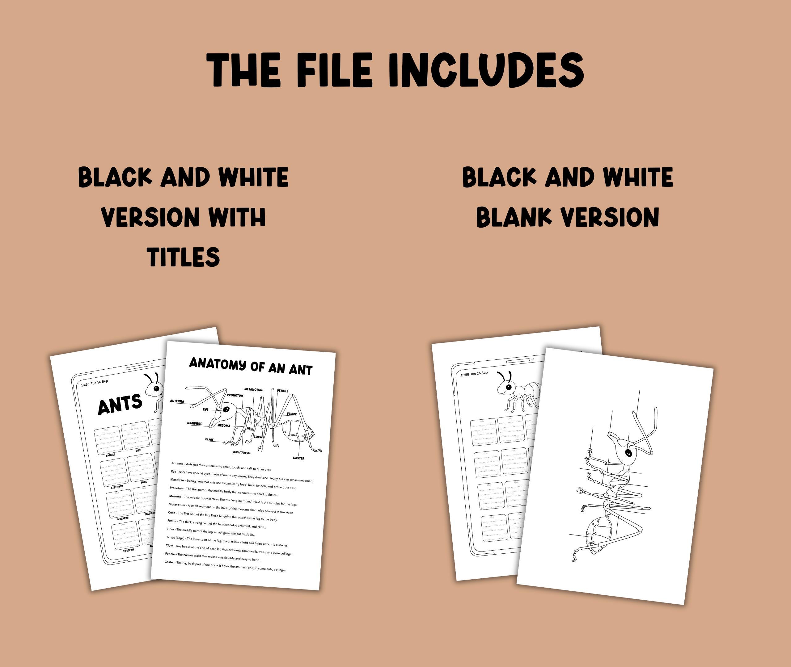Ant Study Pack, Worksheets for Kids, Ant Life Cycle Printable, Insect ...