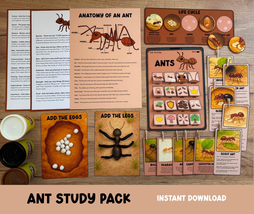 Ant Study Pack, Worksheets for Kids, Ant Life Cycle Printable, Insect ...