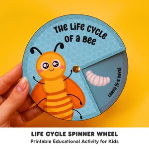 May include: A colorful spinner wheel with a bee illustration and the text "The Life Cycle of a Bee". The wheel is divided into sections showing the different stages of a bee's life cycle, including the larva stage. This is a printable educational activity for kids.