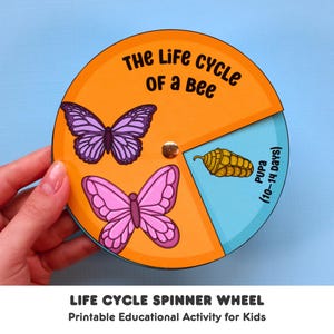 May include: A colorful spinner wheel with a bee life cycle illustration. The wheel is divided into four sections, each showing a different stage of the bee's life cycle: egg, larva, pupa, and adult bee. The wheel is labeled "The Life Cycle of a Bee" and "Life Cycle Spinner Wheel".