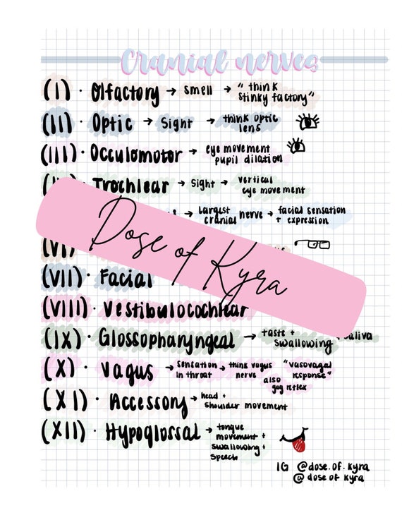 Notez On Nursing Cranial Nerve Iii Cranial Nerves Cheat Sheet Study