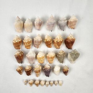 May include: A selection of seashells in various sizes and colours, including cream, tan, brown, and purple. The shells have a spiral design and are arranged on a white background.