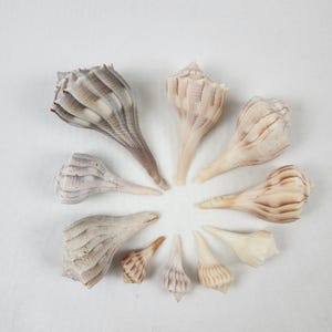 May include: An overhead shot displays a collection of seashells arranged in a circular pattern. The shells vary in size and shape, with colors ranging from cream and beige to light brown and gray. The textures include ridges and smooth surfaces.