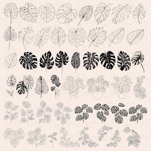 K&ouml;nnte beinhalten: Ein Set mit 40 Schwarzwei&szlig;-Illustrationen von tropischen Bl&auml;ttern und Pflanzen. Die Illustrationen sind in verschiedenen Stilen gehalten, darunter Linienkunst, Silhouette und detaillierte Zeichnungen. Die Bl&auml;tter sind in verschiedenen Formen und Gr&ouml;&szlig;en, darunter Monstera, Palme und Farn.