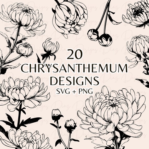 Conjunto crisantemos svg, crisantemo clipart, flores de crisantemo svg, flores silvestres clipart, diseño tatuaje png, crisantemo png
