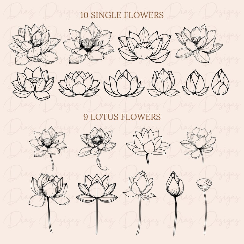 May include: A set of 19 black and white line drawings of lotus flowers. The drawings are in various stages of bloom, from buds to fully open flowers. The drawings are arranged in two rows, with the top row labeled "10 SINGLE FLOWERS" and the bottom row labeled "9 LOTUS FLOWERS".