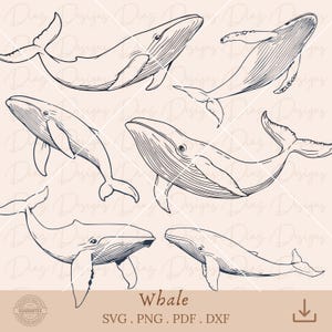 Ballena svg, ballena clipart, animales marinos png, animales océano svg, archivo corte ballena, ballena vector cricut, vida marina svg.