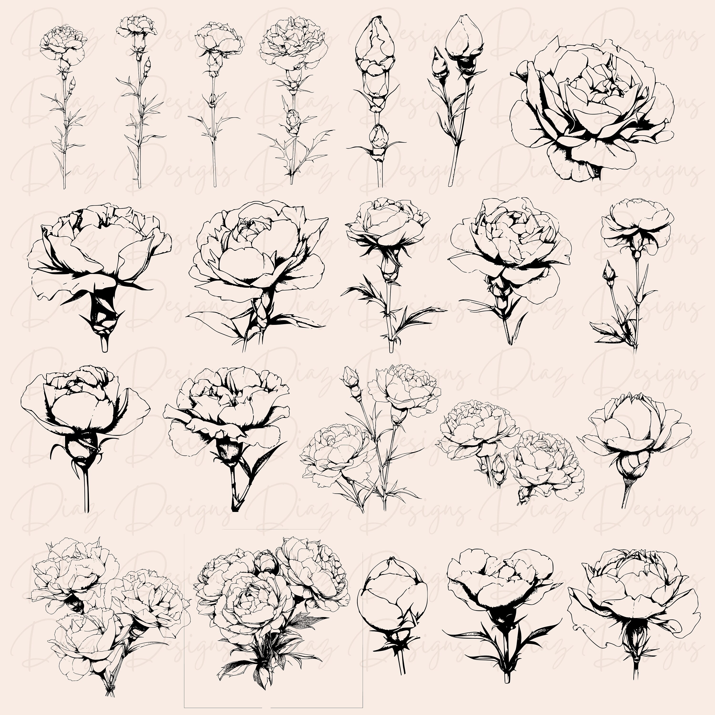 Carnation Flower Svg Bundle, Carnation Png, Carnation Clipart ...