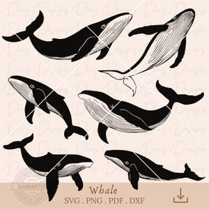 Ballena svg, ballena clipart, animales marinos svg, animales océano svg, archivo corte ballena, ballena vector cricut, vida marina png.