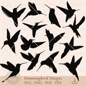 Silhouette de colibri svg, contour de colibri png, conception d'oiseau colibri clipart, fichiers de découpe de colibri, vecteur de colibri, circuit de colibri.