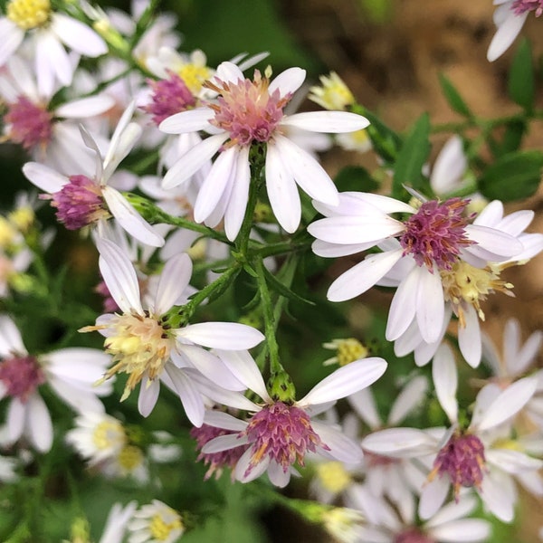 Wood Asters (Symphyotrichum species) 800+ Seeds - Native Wildflower, Northeast (Maine) Ecotype, Habitat/Permaculture