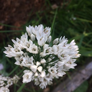 Fragrant-flowered Garlic "Hun Ken" (Allium ramosum) 100 Seeds - Perennial Vegetable / Herb /Flower, Landrace, Rare, Permaculture