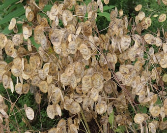 Honesty / Silver Dollar Plant (Lunaria annua) 50 Seeds - Self-Sowing Edible Flower
