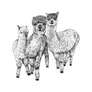 Alpaca-stempel DIY-motiefstempel voor het maken van kaarten, papier, stoffen dierenstempel, dieren, lama afbeelding 2