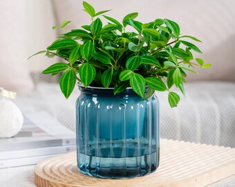 Self Watering Flowerpot | Advanced Self Watering System | Modern Home Accessory