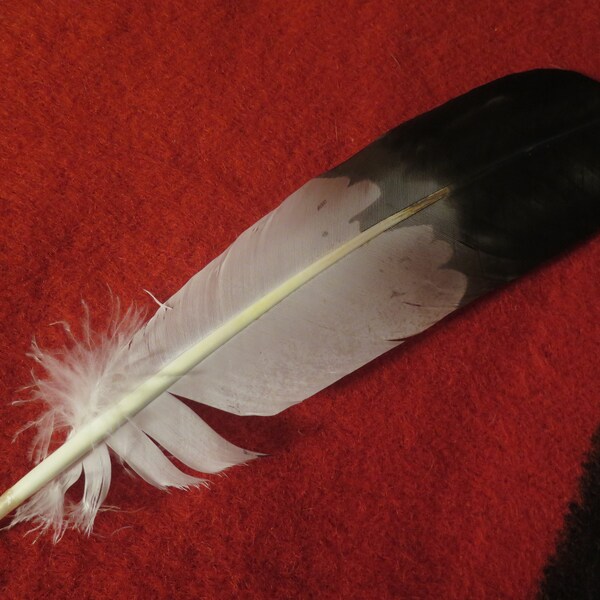 Native American made semi Immature Golden Eagle hand painted feathers for Regalia for crafts powwow Ceremonies or smudge feather