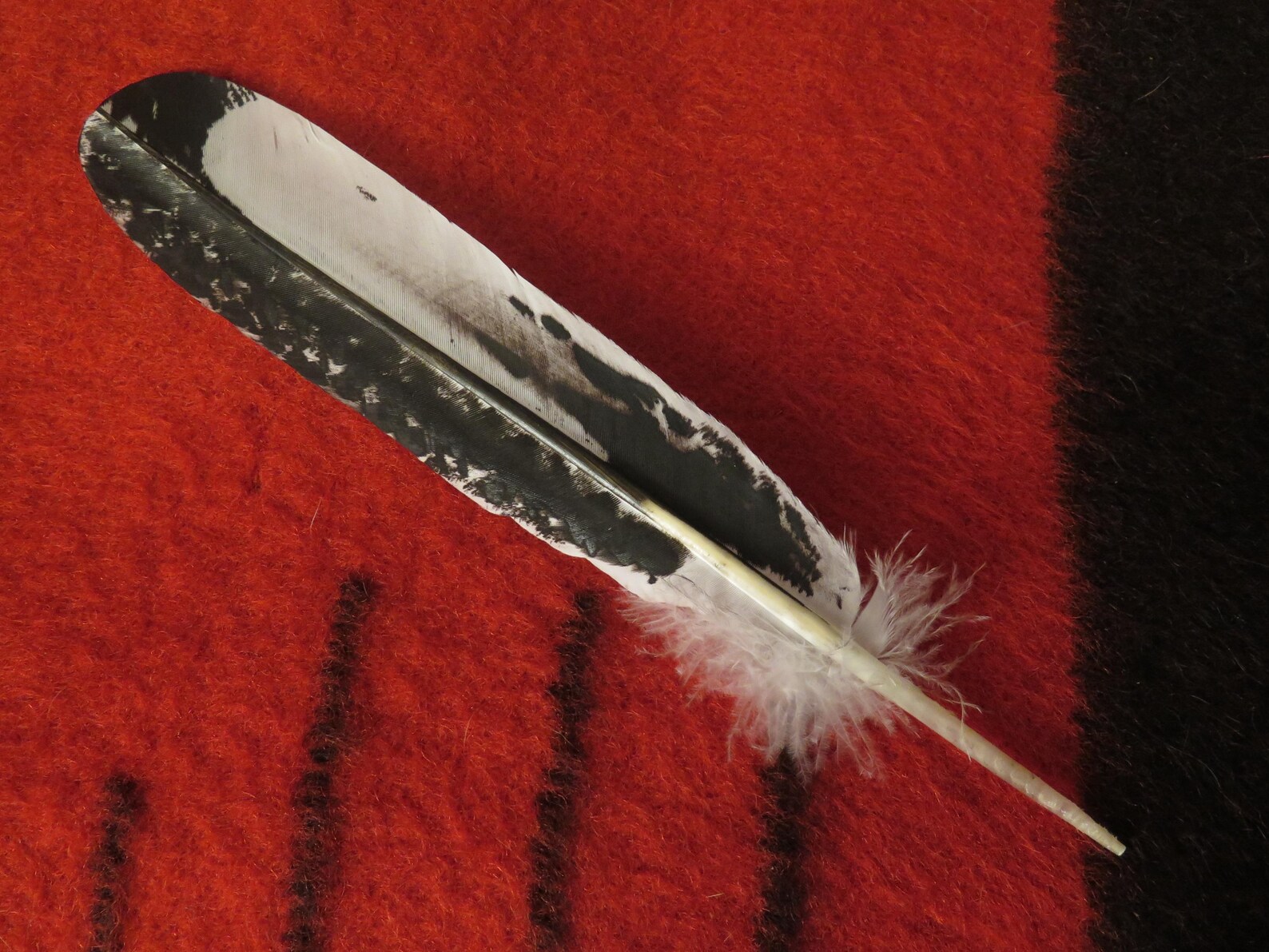 Native American Hand Painted Sub-adult Bald Eagle Feathers - Etsy