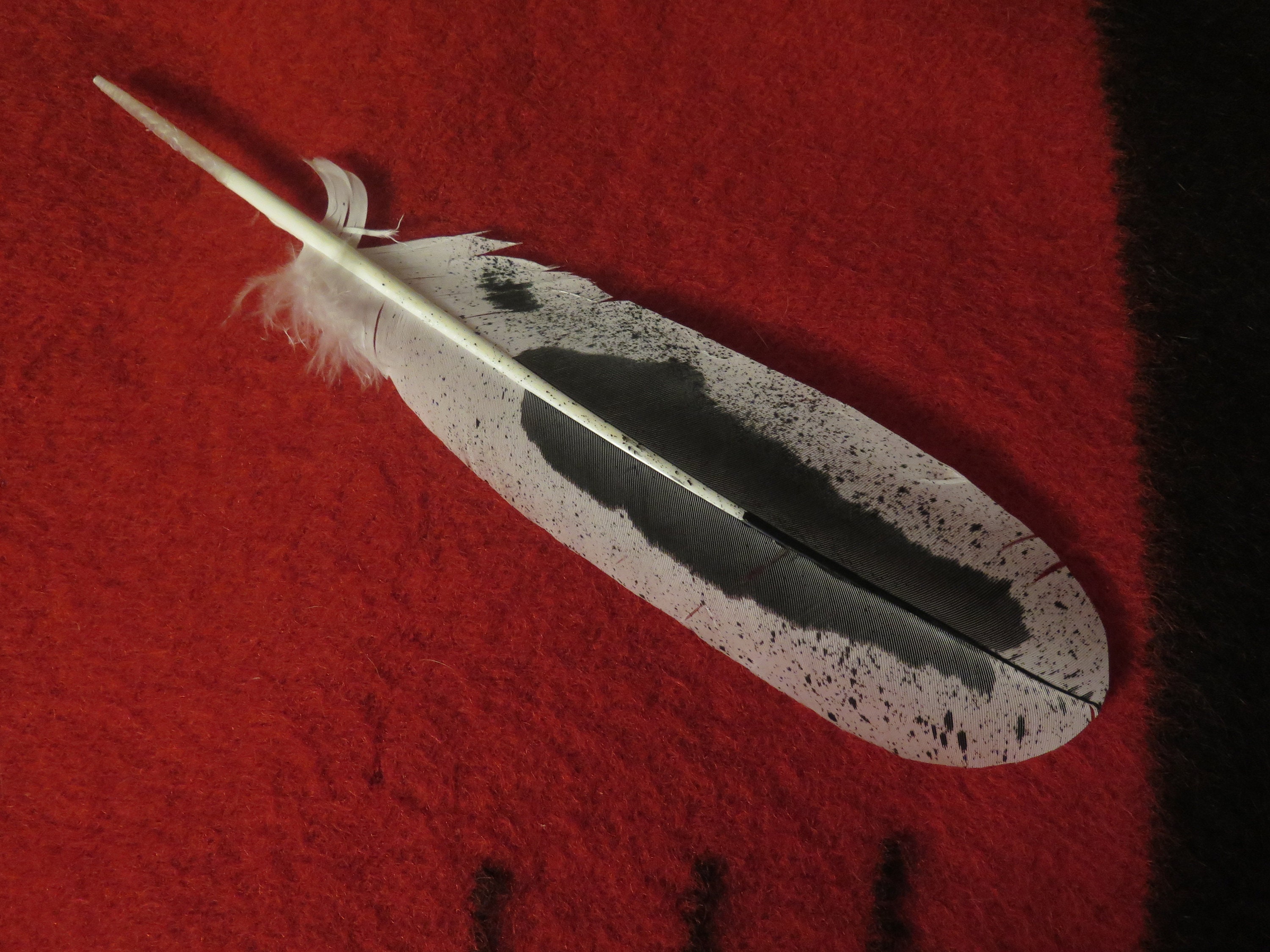 Native American Made Hand Painted Immature Bald Eagle Feather - Etsy