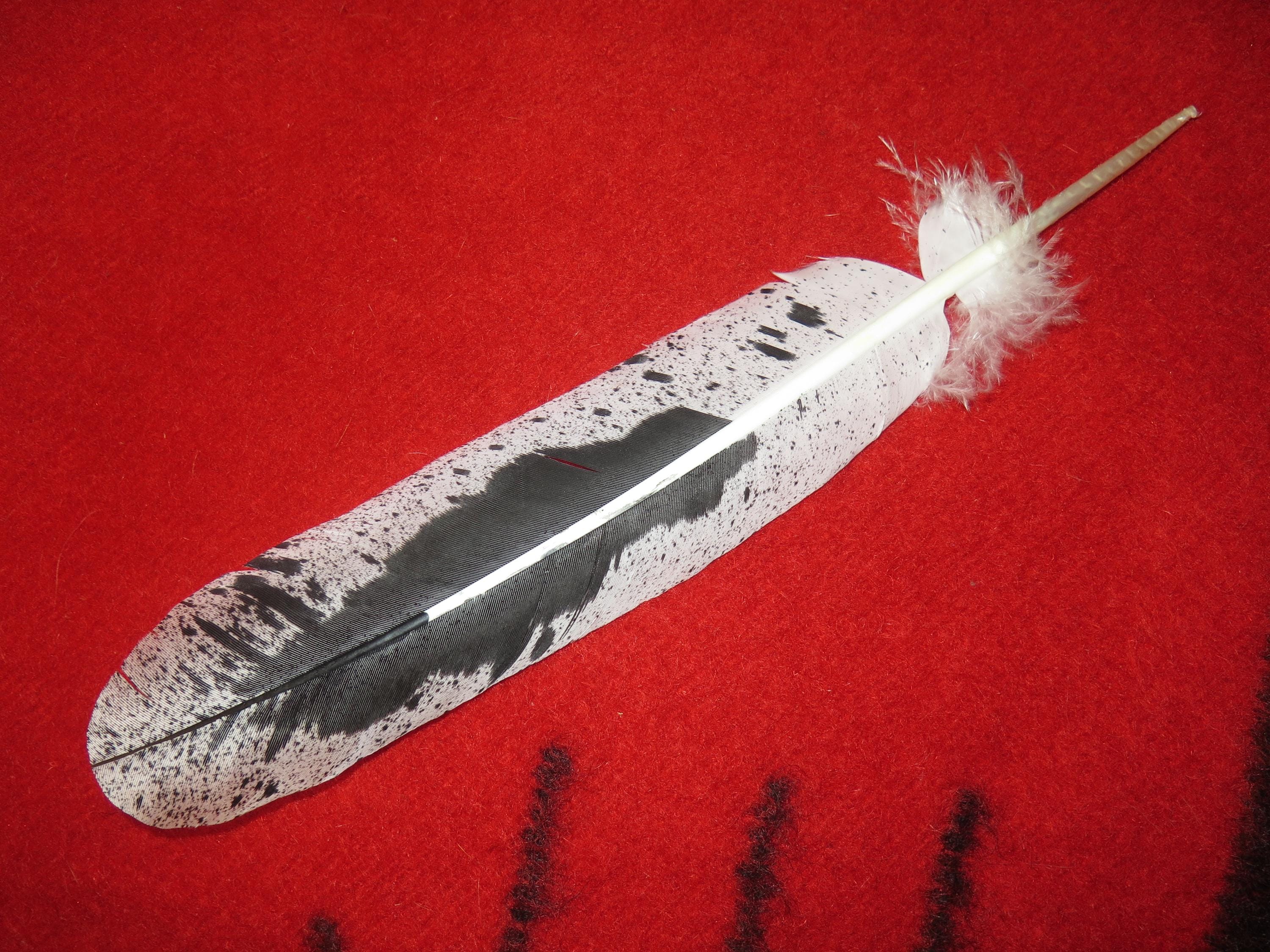 Native American Made Hand Painted Immature Bald Eagle Feather - Etsy