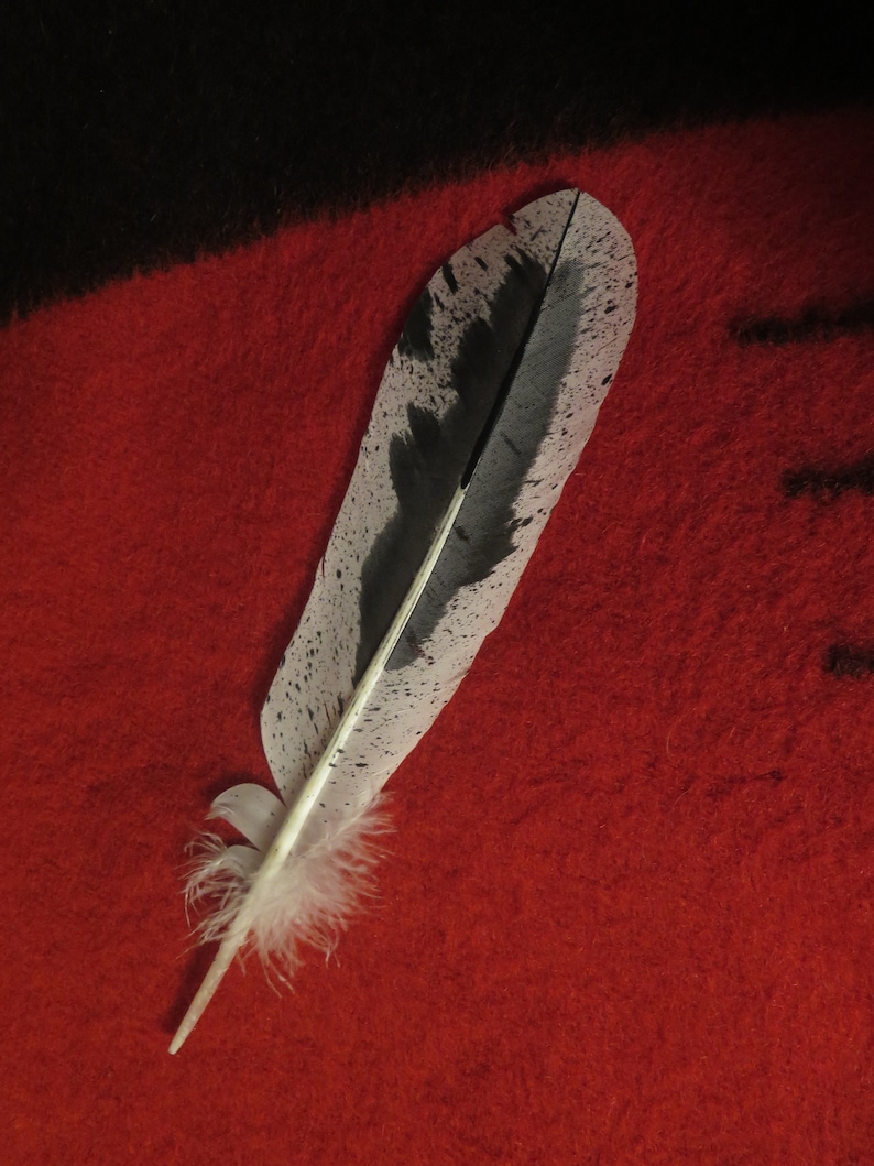 Native American Made Hand Painted Immature Bald Eagle Feather - Etsy