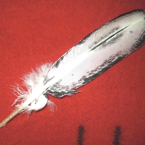 Native American-made  Bald Eagle Feathers Immature Professionally hand painted