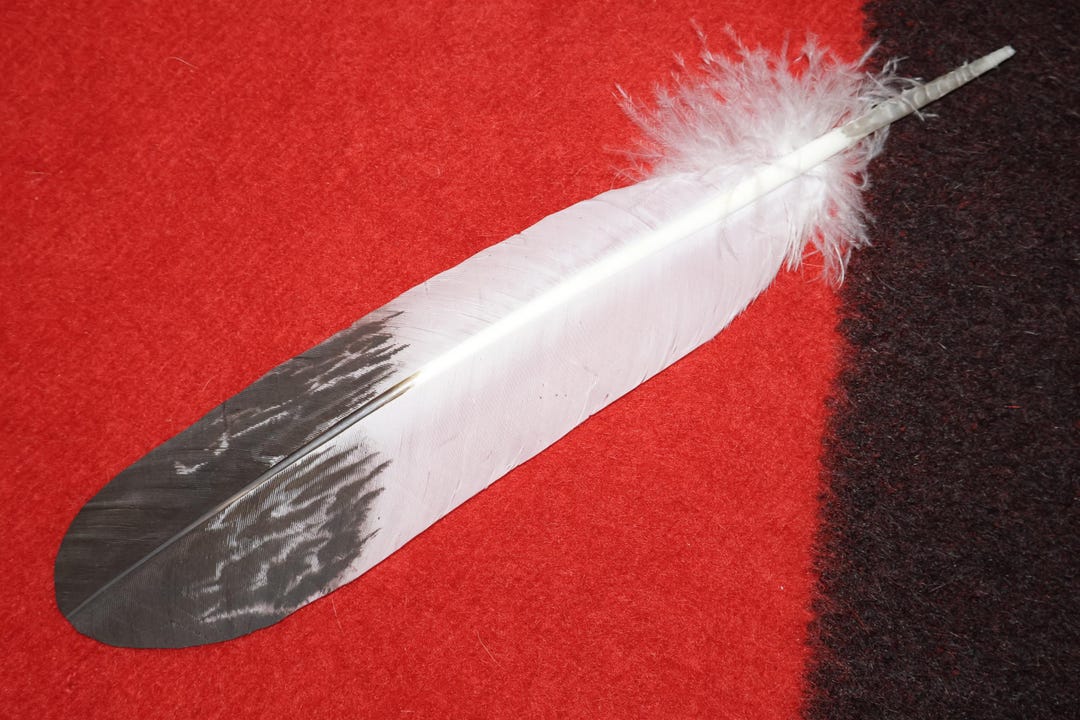 Native American Made Variation of an Immature Golden Eagle Feather ...